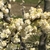Double white flowers in close-up.