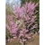 Form in bloom