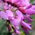 Pea-shaped flowers