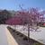 Cercis canadenis var. texensis Oklahoma