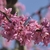 Vivid , hot pink pea-like flowers emerging from bright red buds.
