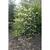 cercis canadensis 'Whitewater'