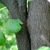 Rough brown bark