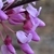 Close up of flower