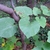 heart-shaped leaves.