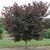 Cercis canadensis 'Merlot'