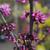 Cercis canadensis 'Merlot'