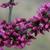 Cercis canadensis 'Merlot'