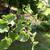 Cercis canadensis var. mexicana