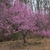 tree form with pink blooms