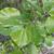 Heart-shaped leaves