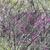 Cercis canadensis var. mexicana
