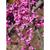 Cercis canadensis var. texensis 'Traveller'