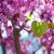 Cercis canadensis var. orbiculata