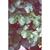 Cercis canadensis var. texensis 'Traveller'