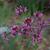 Cercis canadensis var. mexicana