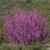 Cercis canadensis var. orbiculata