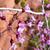 Cercis canadensis var. orbiculata