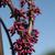 Flower buds