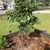 Form of a young tree