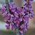 Cercis chinensis