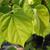 Cercis chinensis