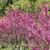 Cercis chinensis
