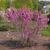 Cercis chinensis