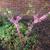 Cercis chinensis 'Don Egolf' - late in bloom season