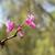 Cercis chingii