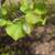 Cercis chingii