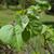 Cercis chingii