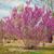 Cercis chingii