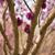 Cercis chingii