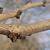 Cercis glabra