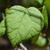 Cercis griffithii
