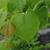 Cercis griffithii