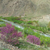 Cercis griffithii