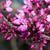 Cercis occidentalis 