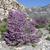 Cercis occidentalis 