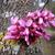 Close up of bloom