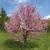 Form in bloom