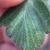 Leaf detail