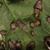 Cercospora beticola on Beta vulgaris