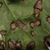 Irregular blotches of brown surrounded by dark brown ring.