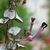 Strangely shaped flowers