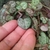 Fingers lifting the small heart-shaped leaves.
