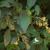 Cestrum aurantiacum