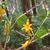 Impatiens pallida