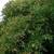 Cestrum aurantiacum